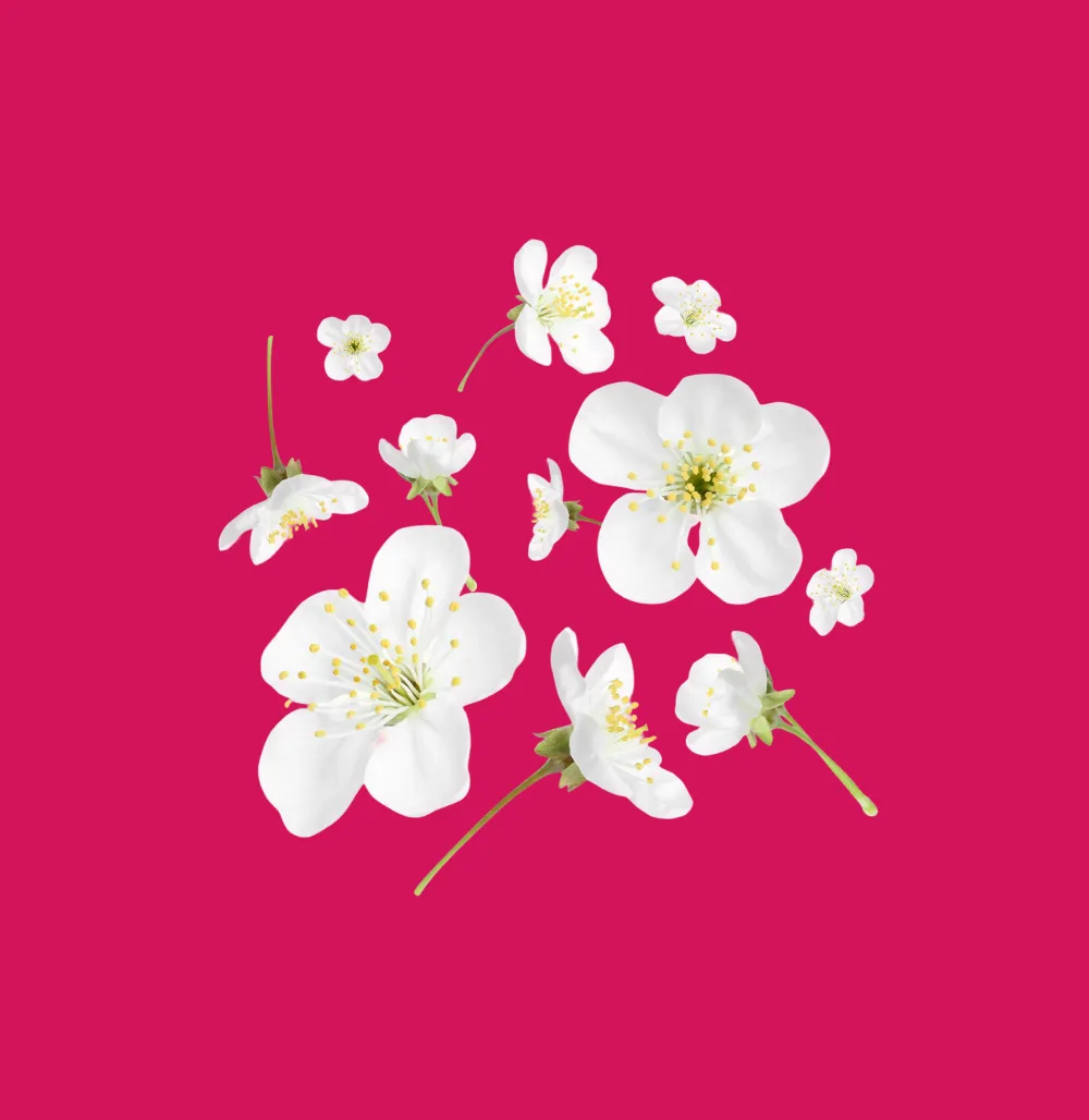Illustrazione con fiori bianchi