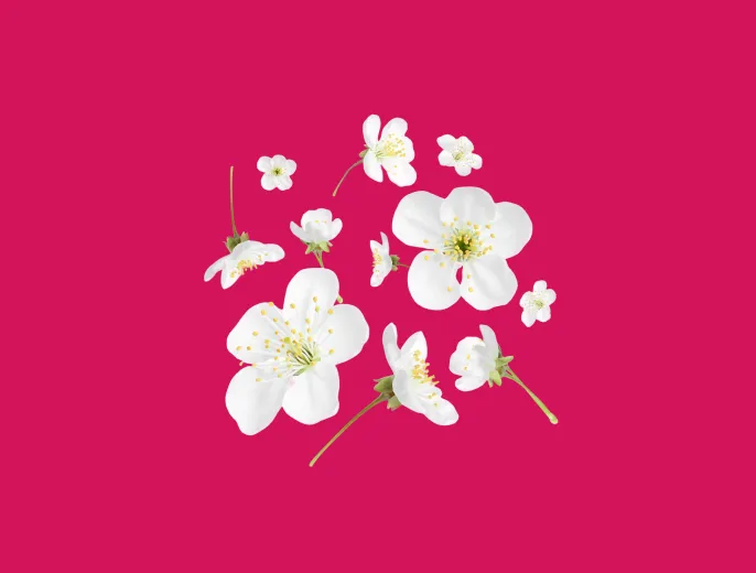 Illustrazione con fiori bianchi