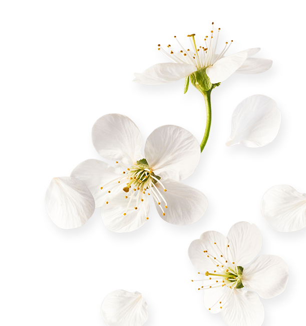 Illustrazione con fiori bianchi